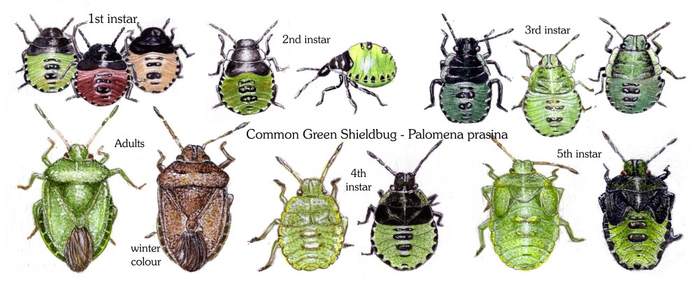 Common green shieldbug (Palomena prasina) life cycle stages. Image © Ashley Wood.